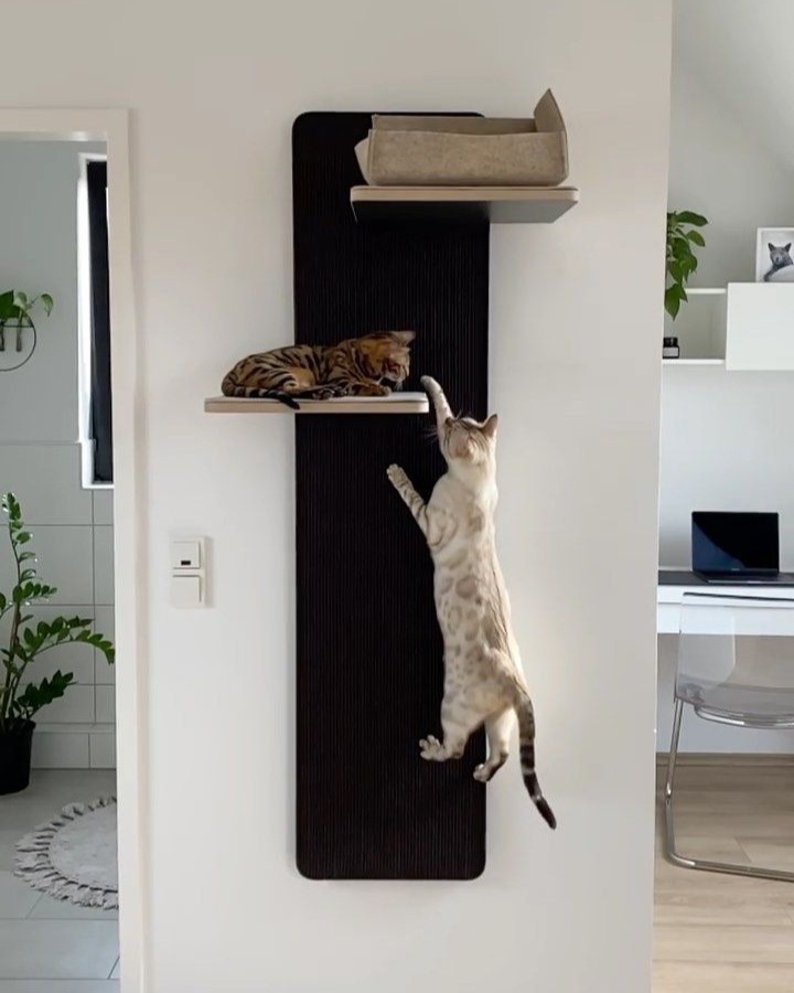 когтеточка для кота