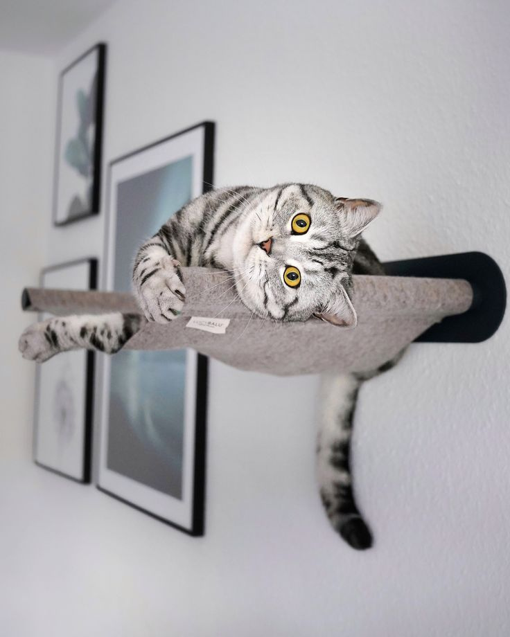 гамак для кошки
